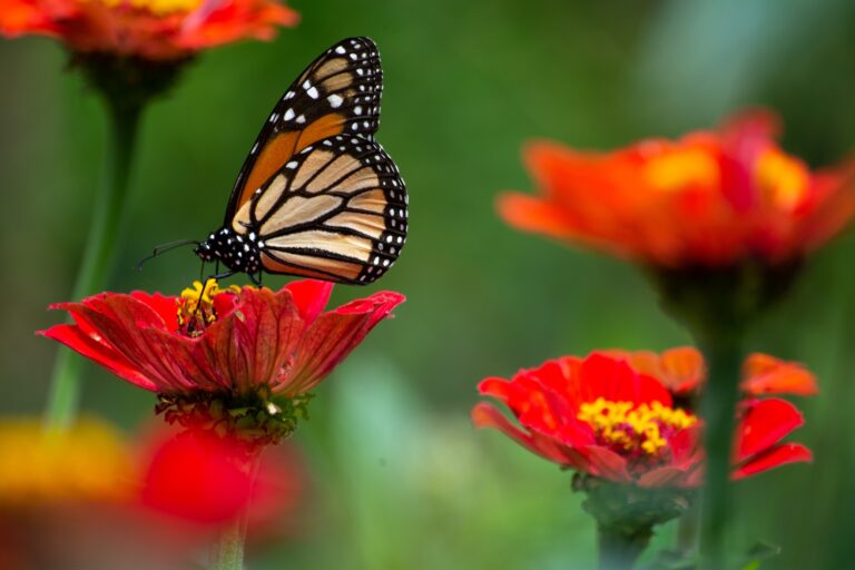 La symbolique du papillon : l’art de la métamorphose